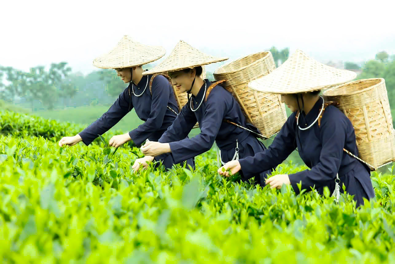Những người phụ nữ mặc áo chàm hái chè