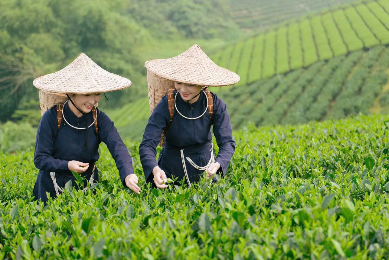 Hai người phụ nữ hái chè