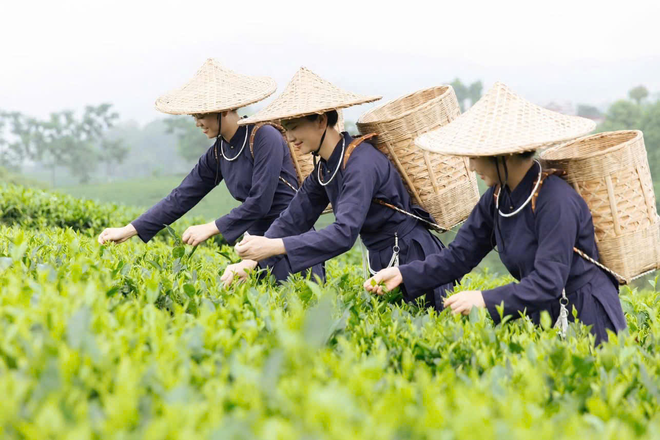 Những người phụ nữ hái chè trên đồi